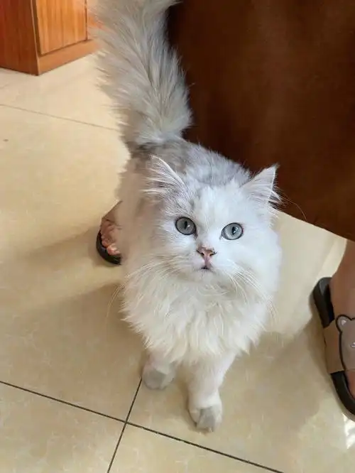 的伙伴家里有母猫需要配种的,金吉拉优先emmm就是小红薯们不要跑题啦