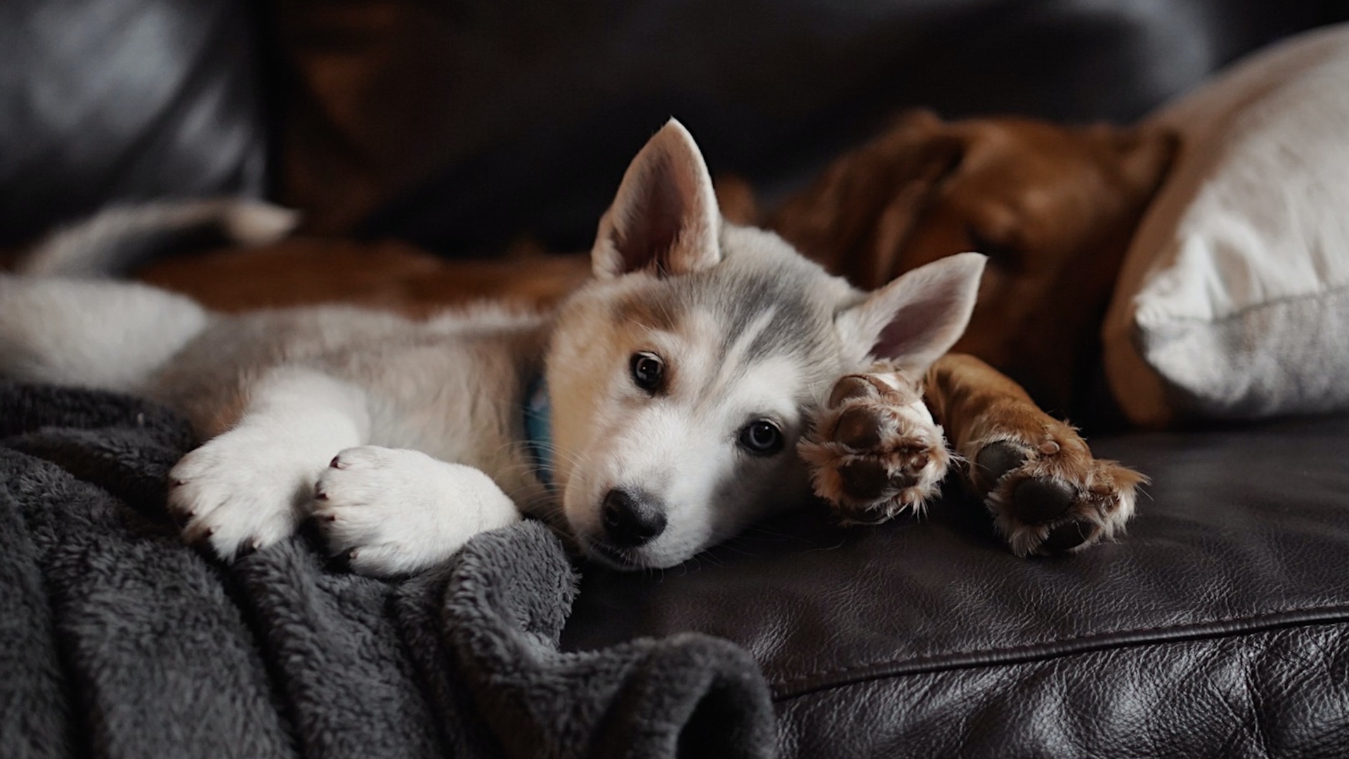 狗壁纸【904】狗壁纸图片_桌面壁纸图片_壁纸下载-元气壁纸