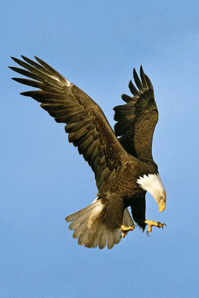 世界十大最凶猛的鹰排名,每一种都英姿飒爽_活动_翼展_体重