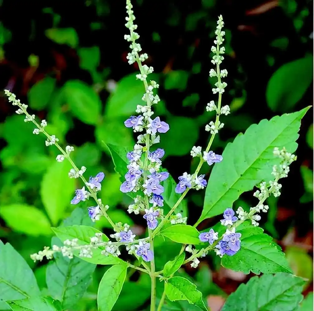 农村常见黄荆树,全株都是宝,叶子当茶叶,绿肥,驱蚊,做灰水粽
