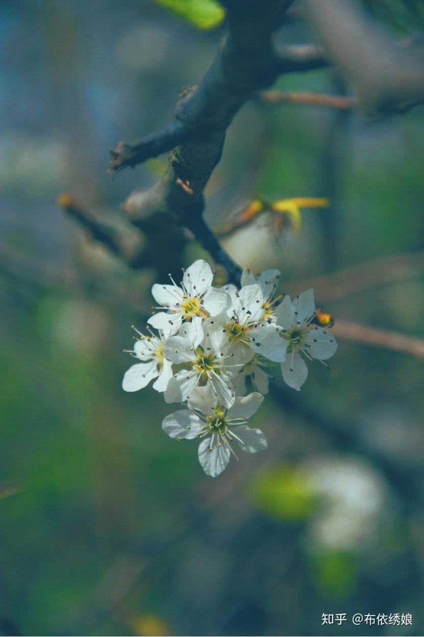 你所期待的春天是什么样子