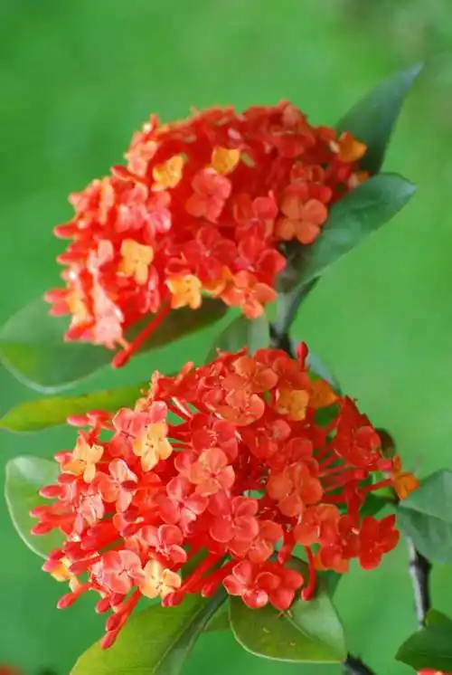 龙船花的寓意和象征(龙船花的传说)