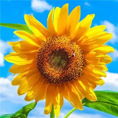 微信最吉利的好看头像2021排行 能带来好运的微信头像图 .