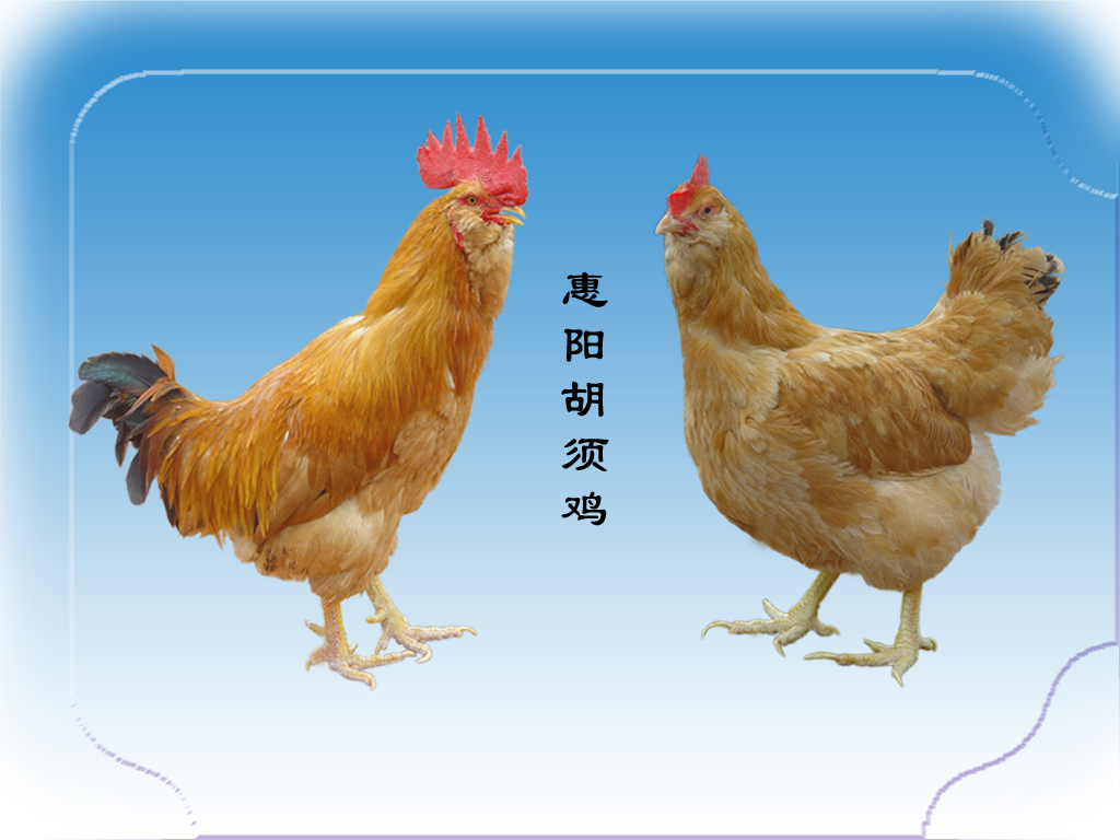 惠阳胡须鸡 - 百度百科