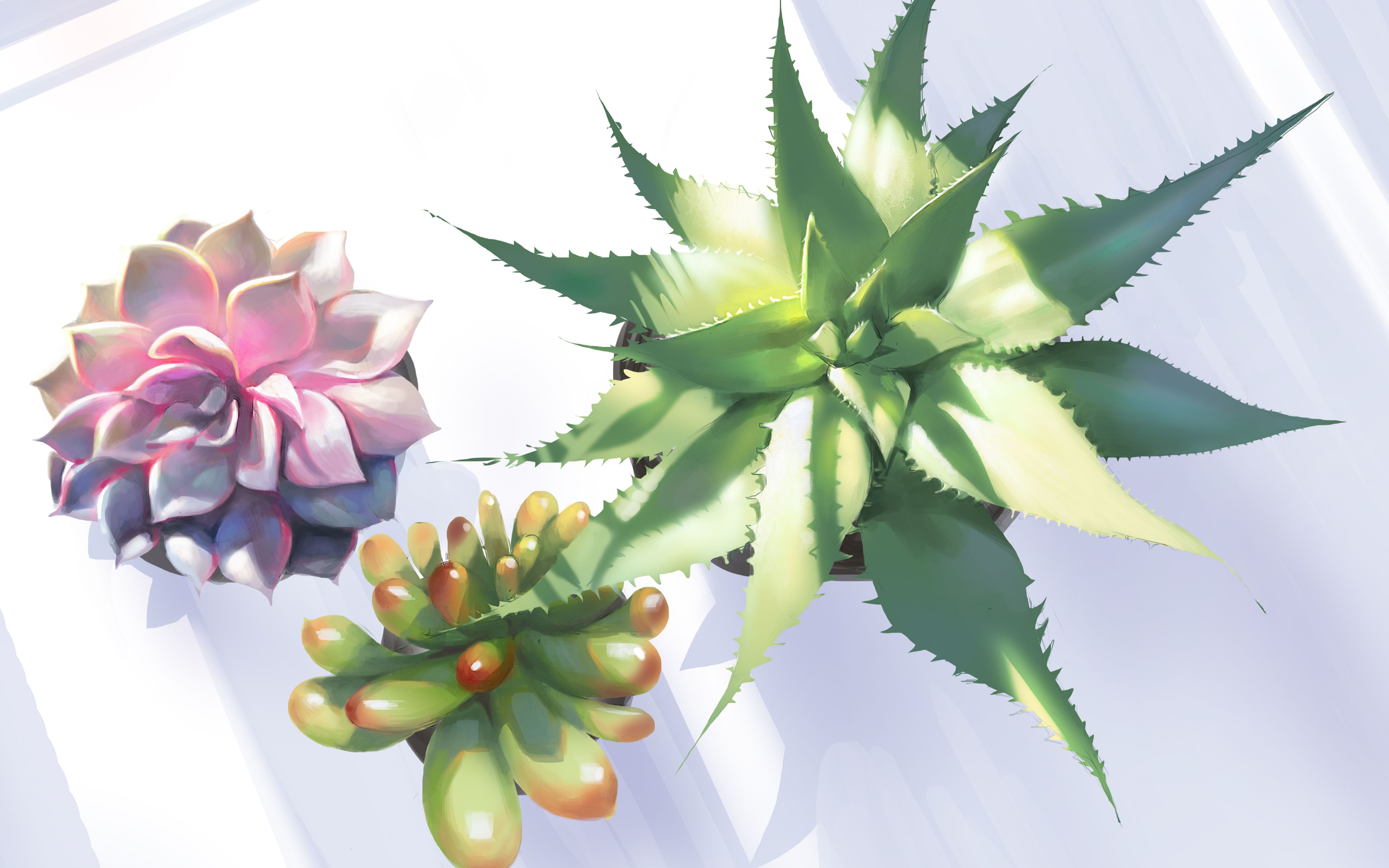 名动漫板绘几组青翠欲滴的多肉植物