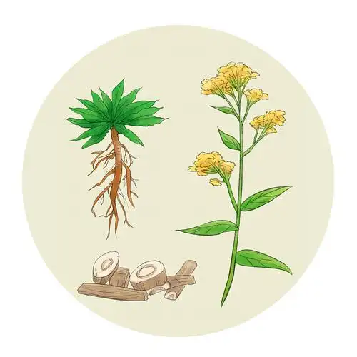 板蓝根插画下载