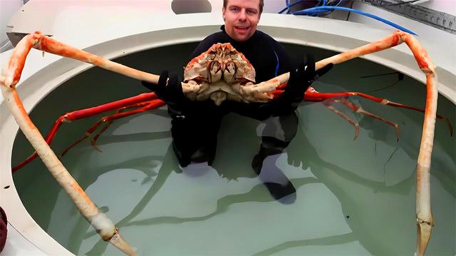 海洋里最大的螃蟹,堪称蟹中皇帝,体重达72斤一只至少2000元!