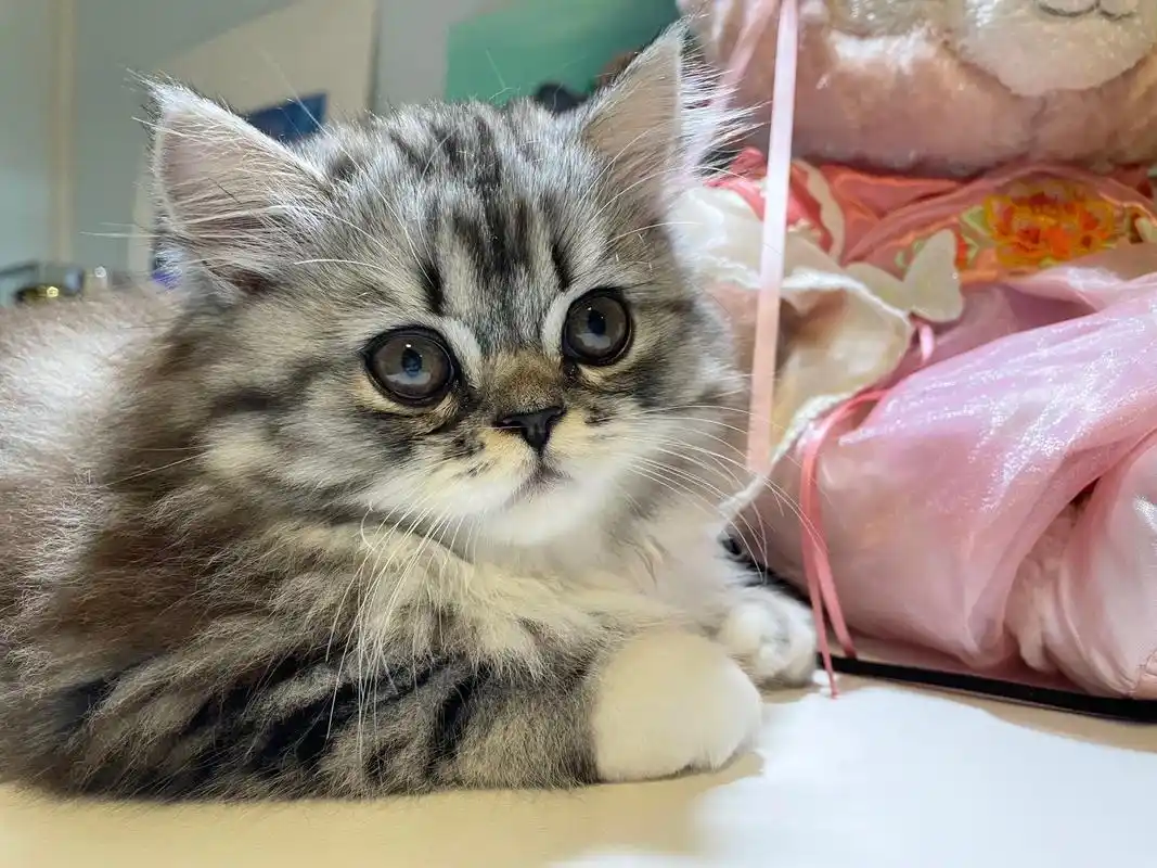 家有萌宠小奶猫兄妹俩呆萌呆萌.