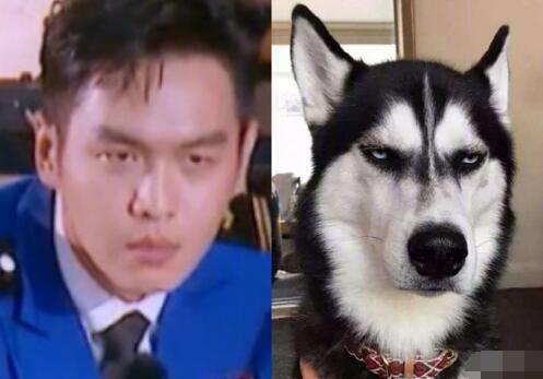 庆余年:张若昀回应"范闲"撞脸哈士奇超搞笑,网友:随时拆家