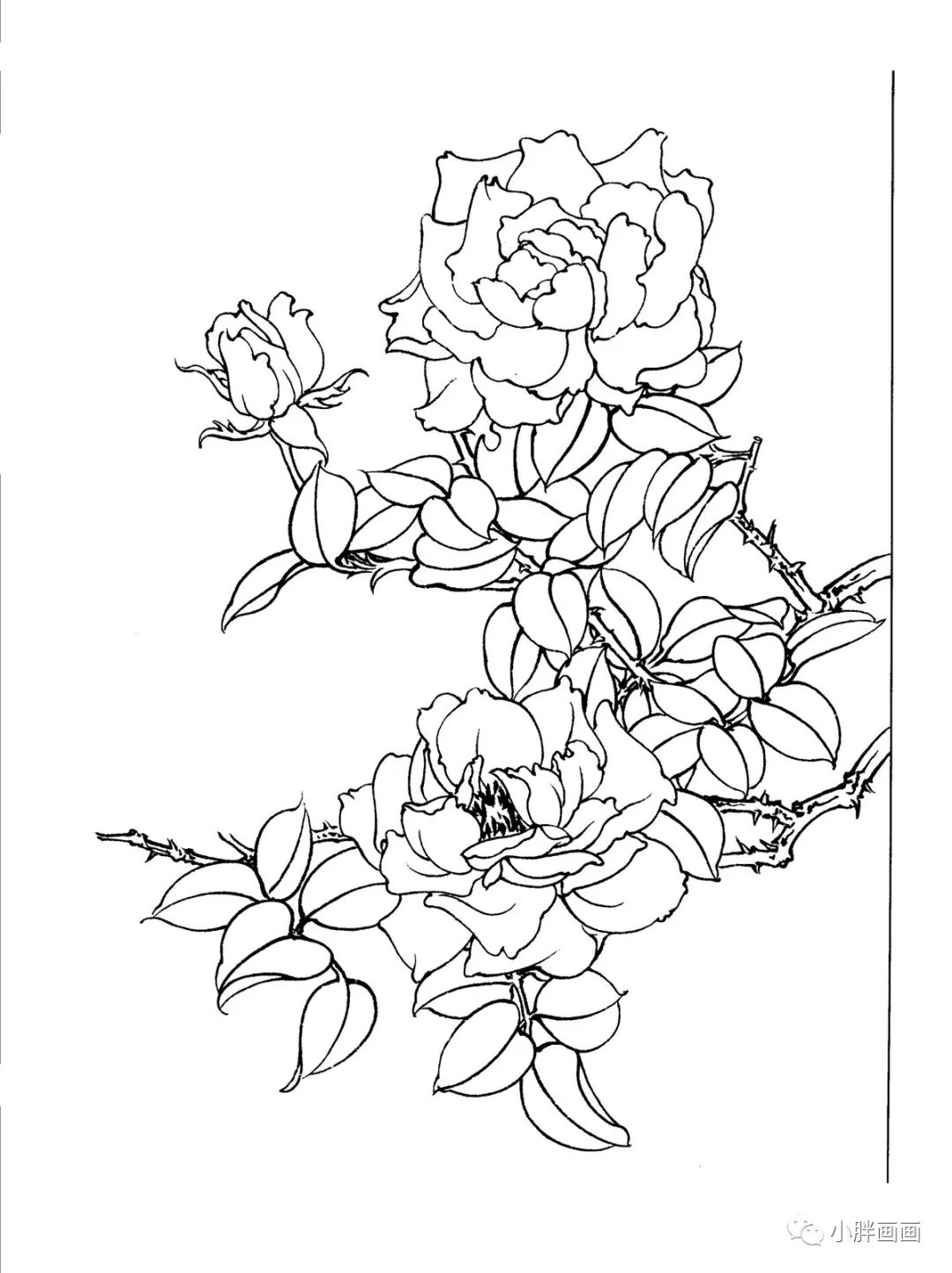 30幅工笔画月季白描高清素材赶紧收藏