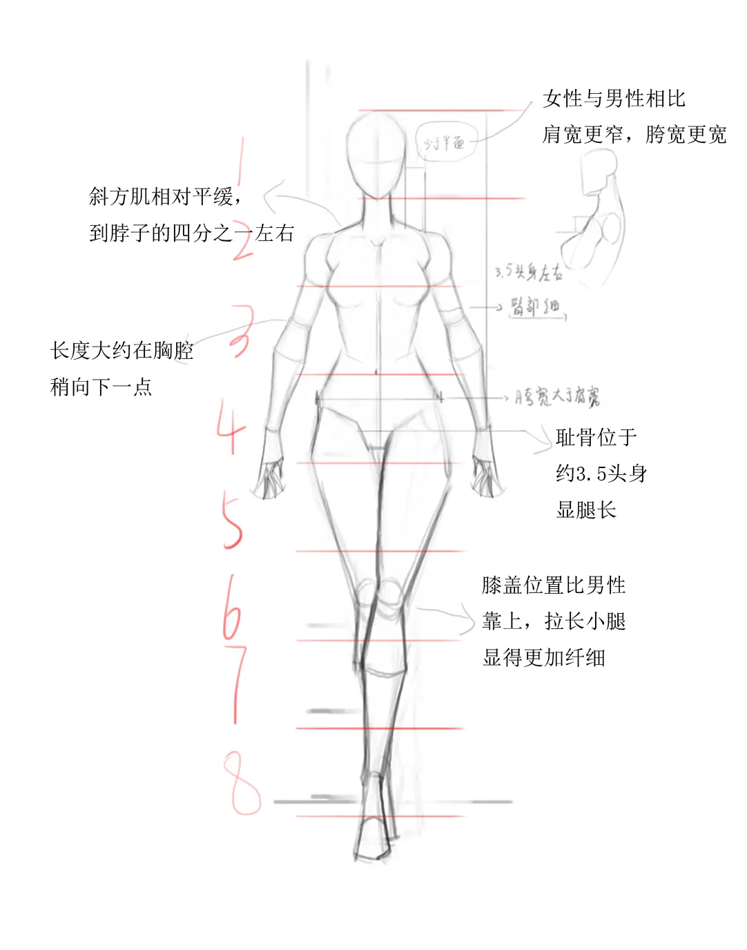 女性正面结构比例