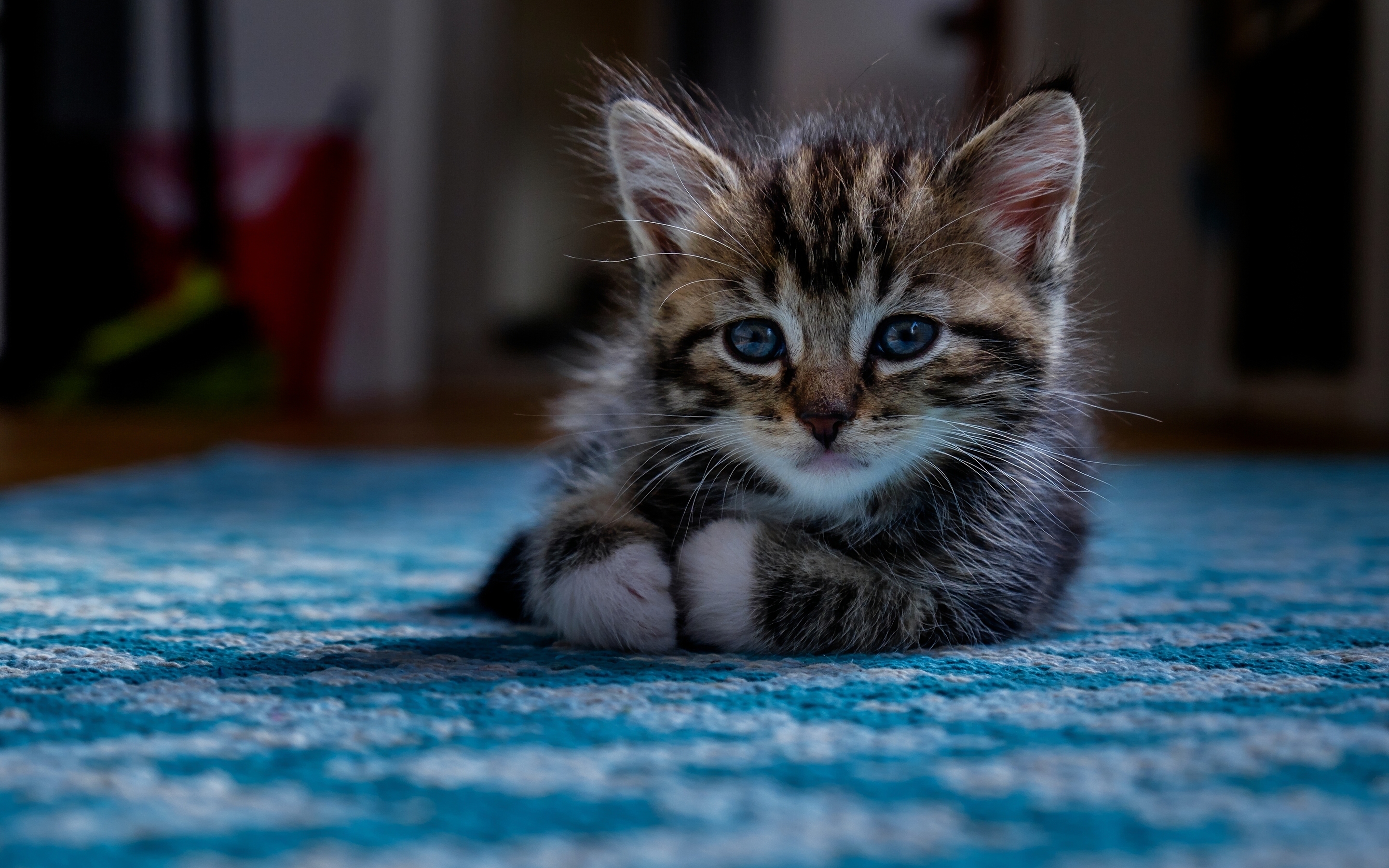 android安卓墙纸 高清 动物 可爱高清手机壁纸免费下载,安心市场-用