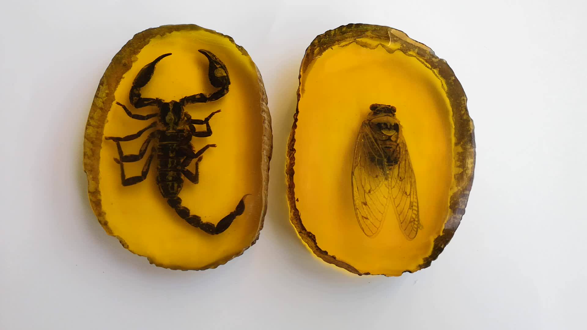 大号蝎子王琥珀带虫子虫珀原石动物标本虫蜜蜡帝王蝎摆件