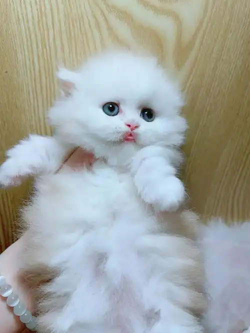 乳白拿破仑矮脚妹妹凯米尔加白