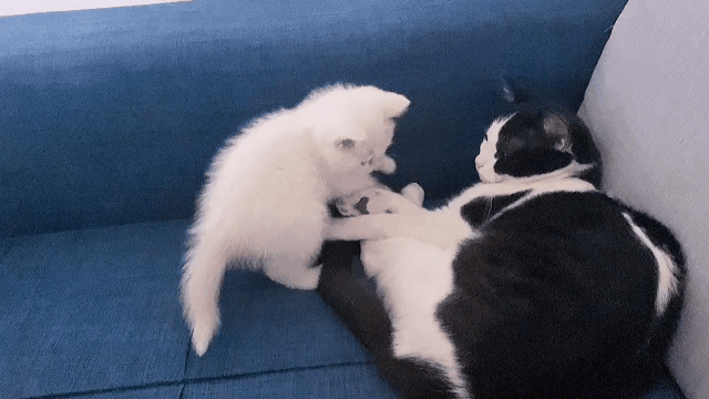 抖音@ aynur喵o还开发了新才艺,时不时冲着镜头走一段标准猫步,将营业