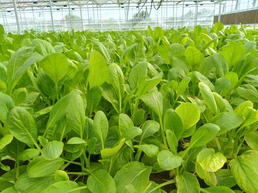 有机质芥菜苗400克包