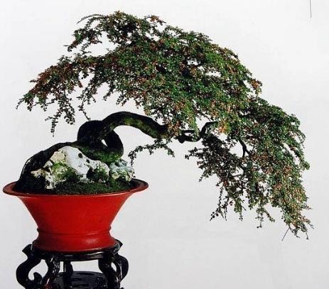 平枝栒子怎么养