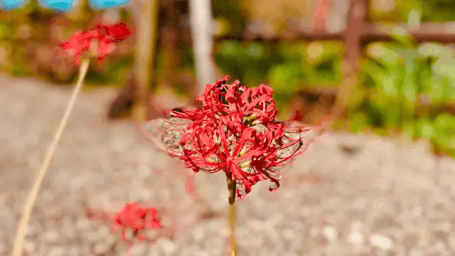 荷塘边开满了彼岸花--曼珠沙华,这种花一片叶子也没有,光秃秃地生长在