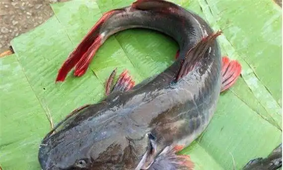 六须鲶鱼的外貌特点 (嘴旁边长着六个胡须)(2)