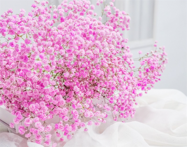 盘点6种满天星颜色的寓意最后一种颜色的满天星生活中少见