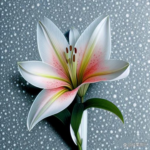 百合花,素有"云裳仙子"之称,它的魅力源于它高雅的气质和独特的韵味.