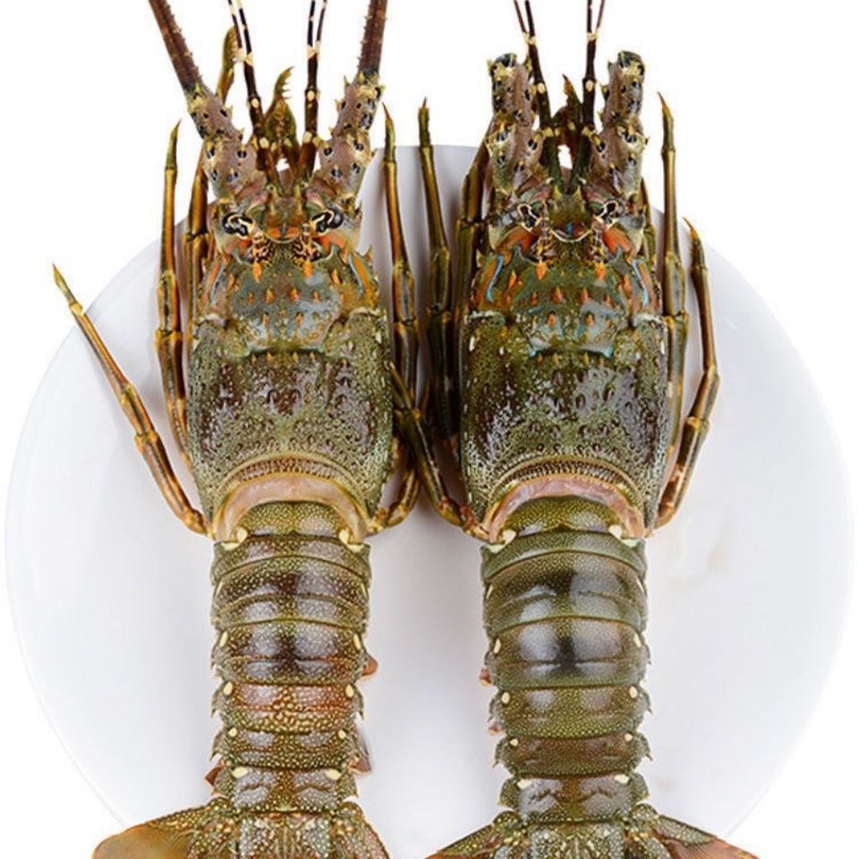 野生青龙虾鲜活大龙虾海鲜水产冷冻深海小青龙虾澳龙波龙1一4斤