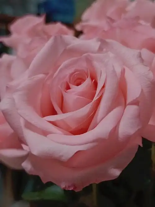 开的正当其时的小粉玫瑰