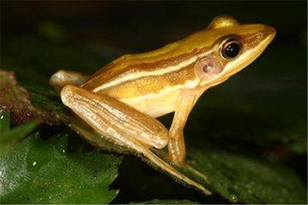 富贵蛙介绍又叫做金蟾属于经济动物没有毒性