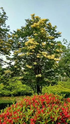 松涛园暴马丁香