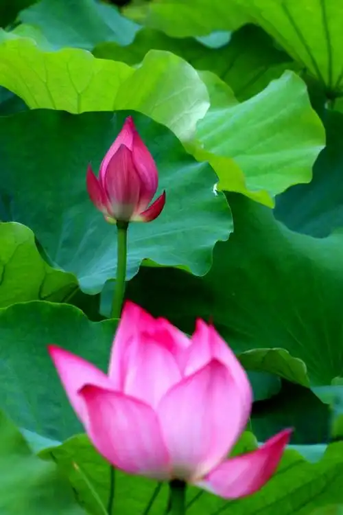 《荷情莲韵》今天拍的一组荷花和莲花.