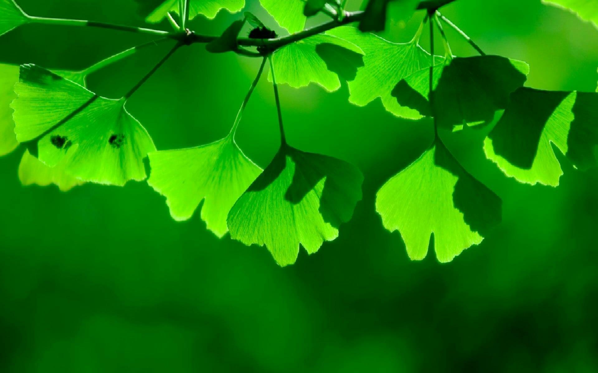 绿色的电脑壁纸比其他颜色的更加保护眼睛吗