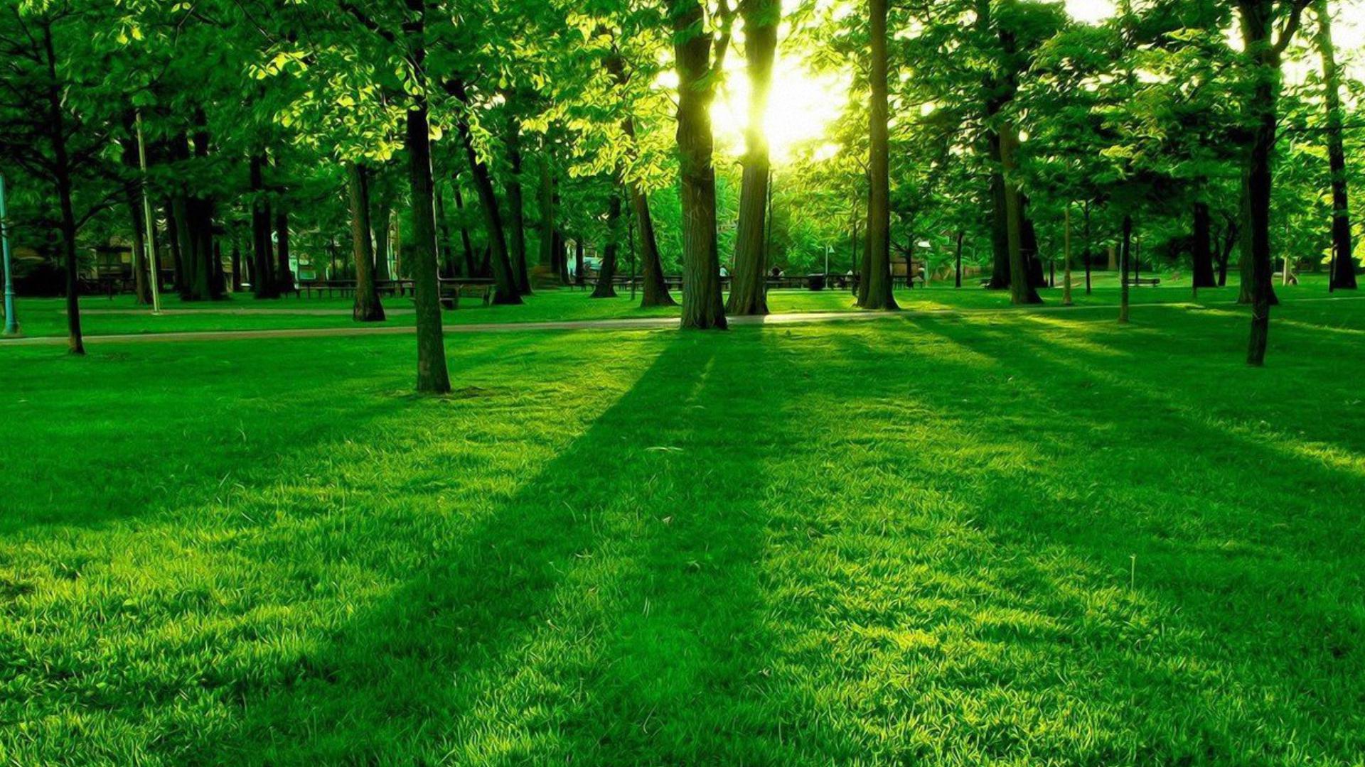 精选氧气森林风景护眼电脑桌面壁纸下载高清大图预览1920x1080_风景