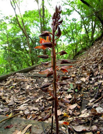 p>无叶美冠兰(学名: i>eulophia zollingeri /i>  (rchb. f.) j. j.