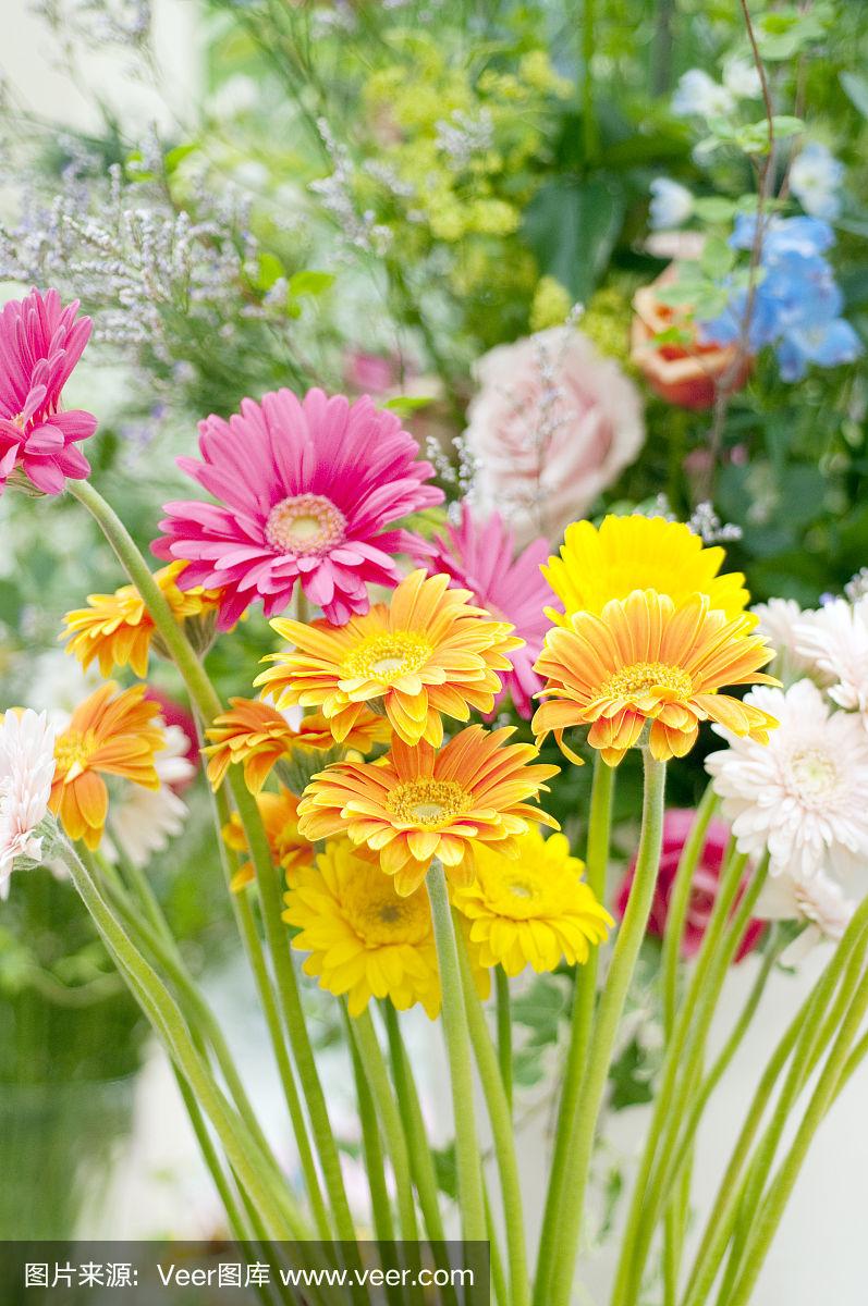 彩色的非洲菊的花