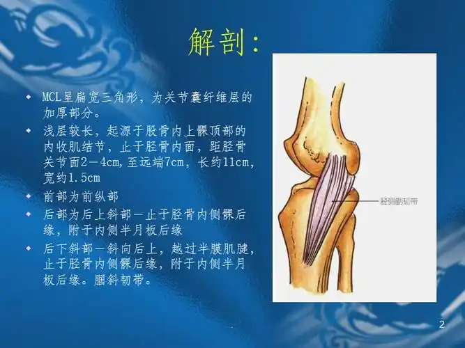内侧副韧带损伤