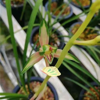 新店惠拍,新品蕙兰中透花, - 中国兰花交易网