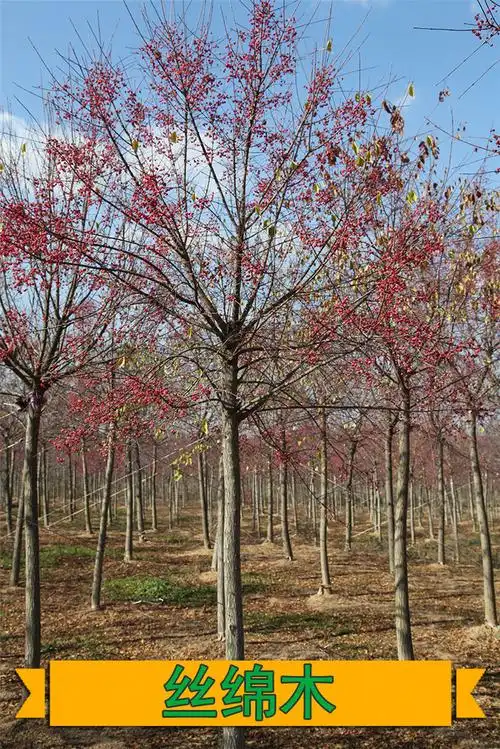丝绵木 - 高杆樱花_高杆白蜡_七叶树_东北红豆杉_三角枫秋色_紫薇