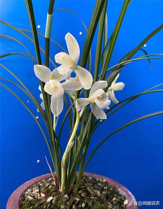 绝大多数兰花品种有香味,且其香型繁多,如有清香(墨兰),浓香(一些寒兰