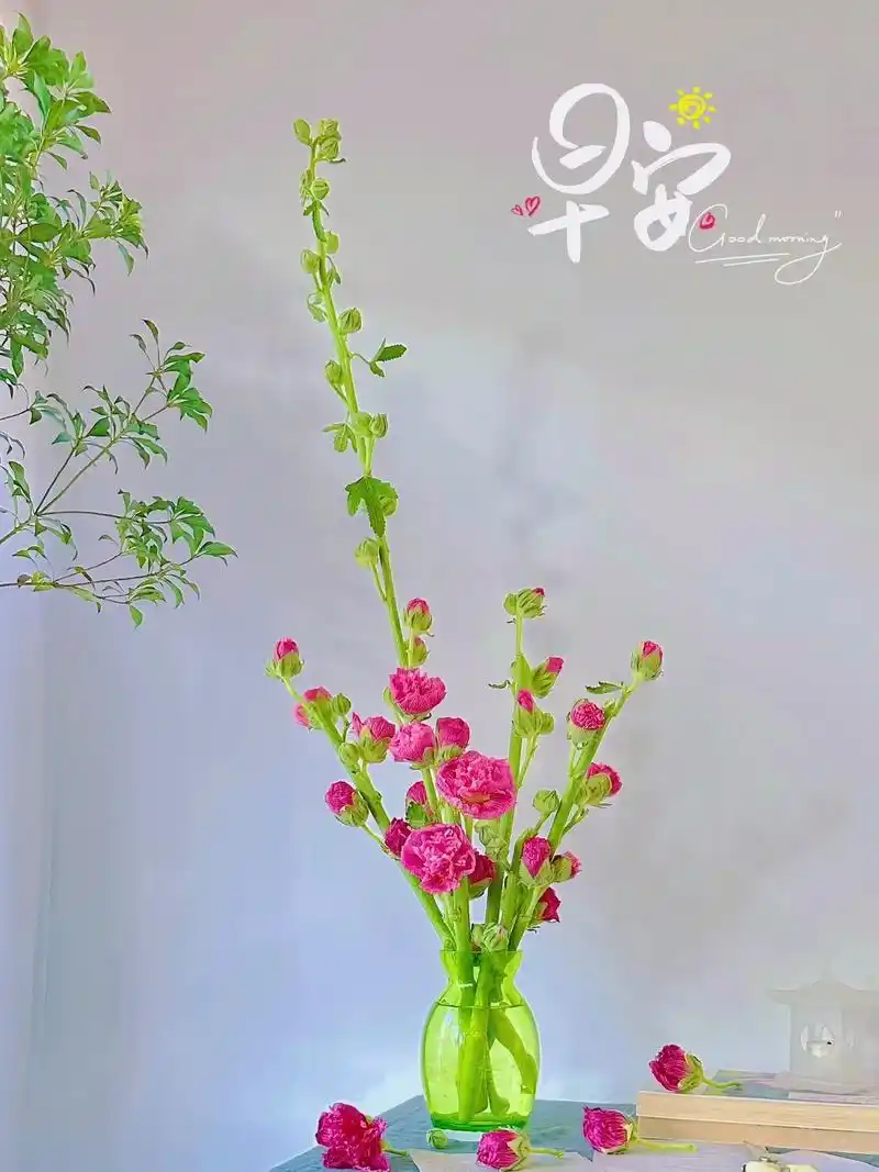 鲜花开启新的一天,早安.#早安心语 #好看的花一定要分享给你 - 抖音