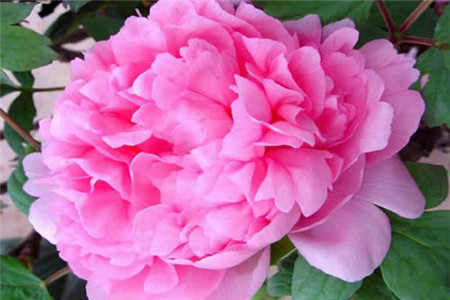 丫山牡丹花的开花时间是在4月份.一直可以持续到5月份左右.