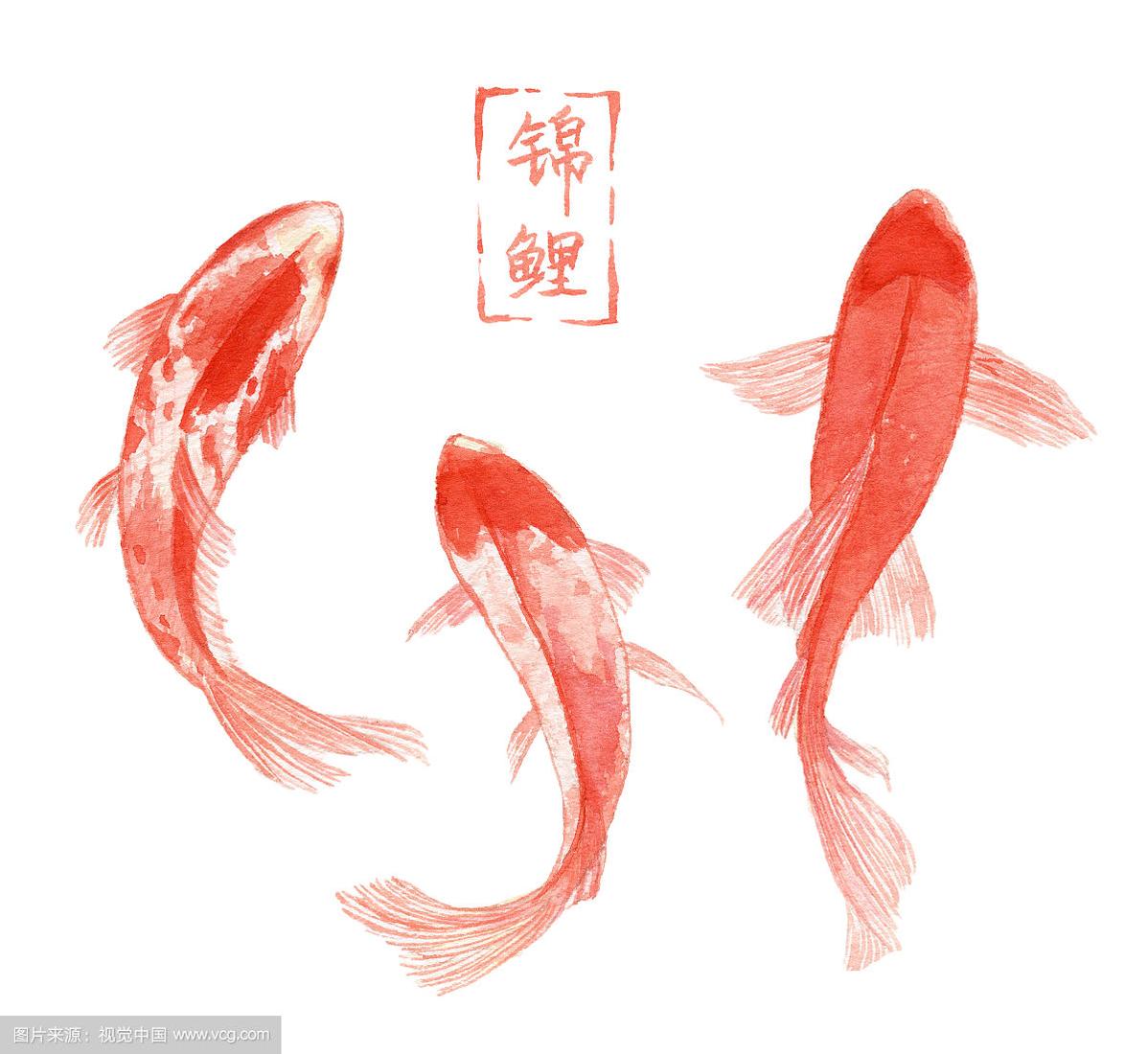 水彩手绘 多条红色的锦鲤