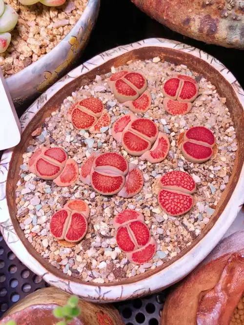 生石花肉锥  #我的多肉植物