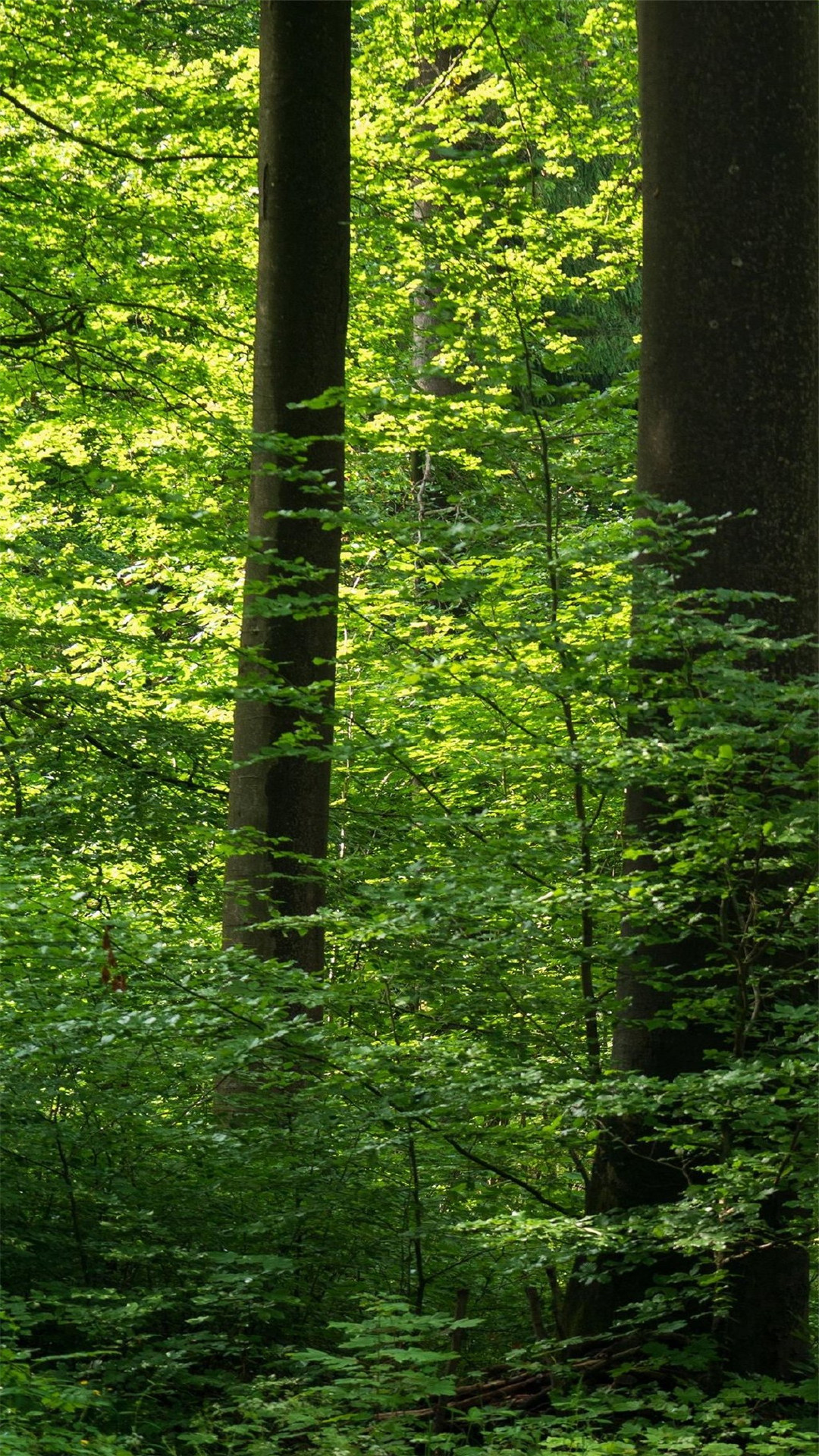 绿色护眼大自然美景高清手机壁纸