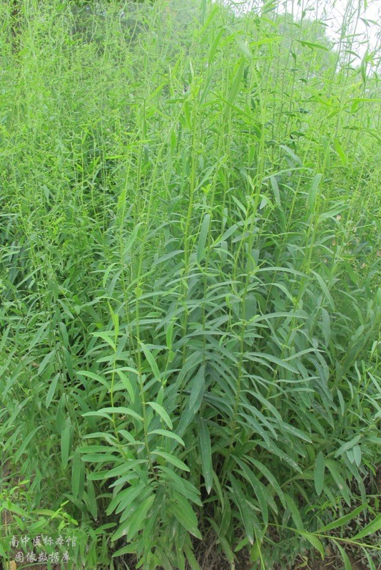 柴胡_原植物图片——中药标本馆与药用植物园图像数据库