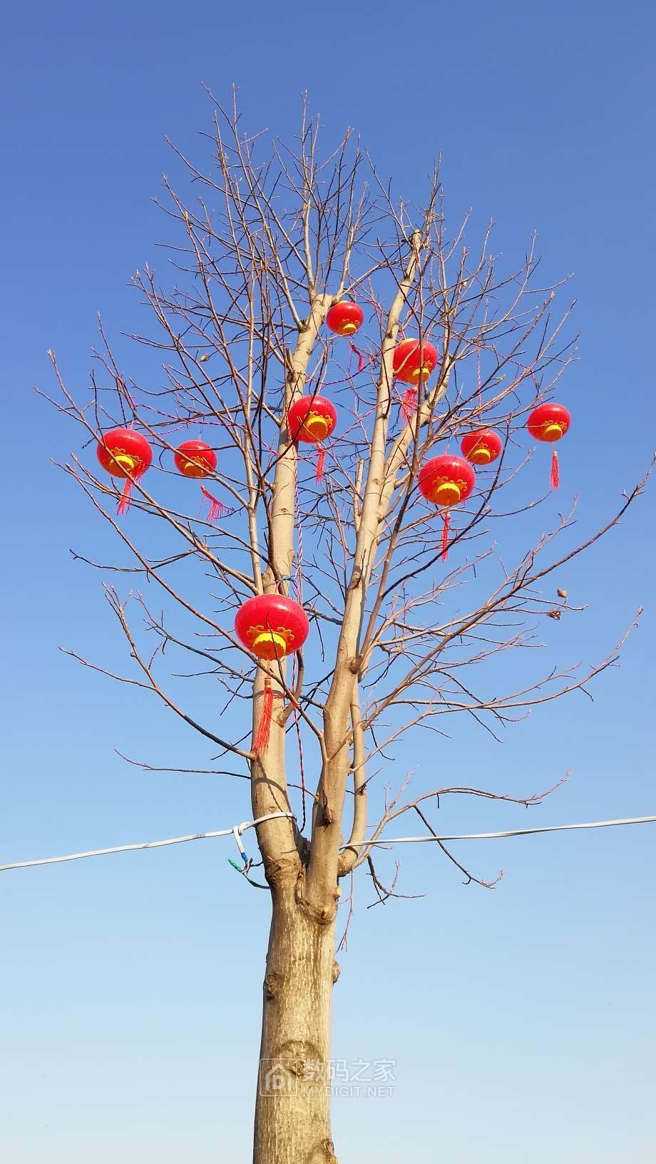 树上挂着红灯笼
