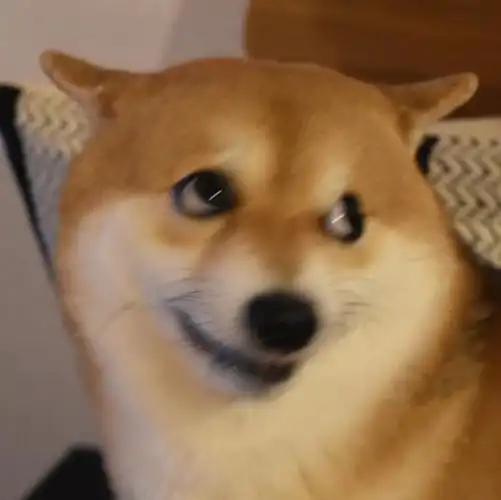 水一些实用的柴犬表情包