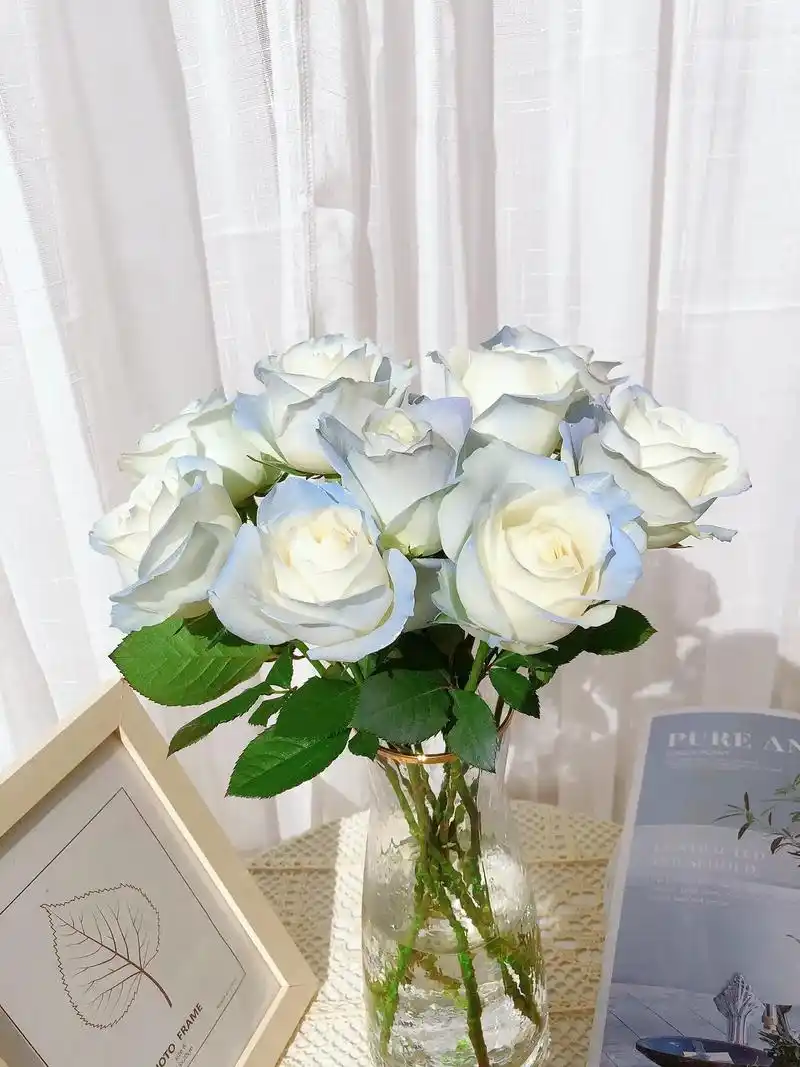 碎冰蓝白玫瑰.花语:"送给你的希望是星辰与大海." #偏爱白 - 抖音