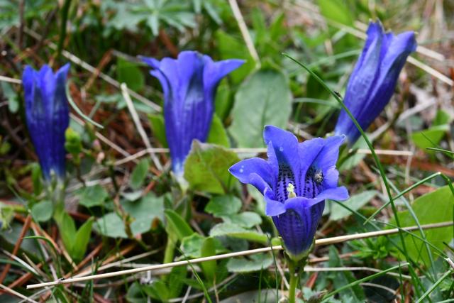 龙胆草的功效与作用