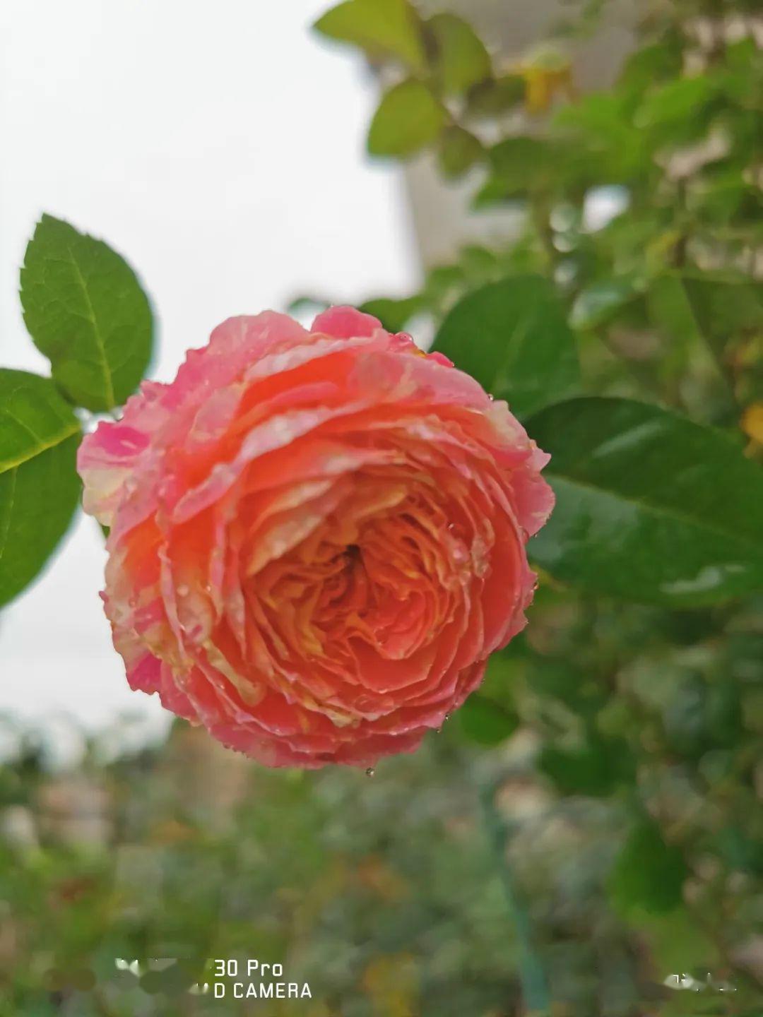 15种最漂亮的月季,春天必须来一盆,太养眼了!