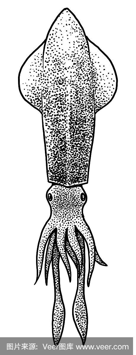鱿鱼插画,绘画,雕刻,水墨,线条艺术,矢量